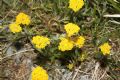 Achillea tomentosa